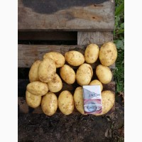 Картофель продовольственный. Урожай 2018г