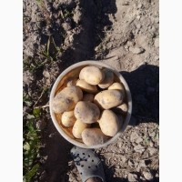 Картофель продовольственный. Урожай 2018г