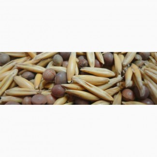 ООО НПП «Зарайские семена» закупает семена вико-овсяной смеси