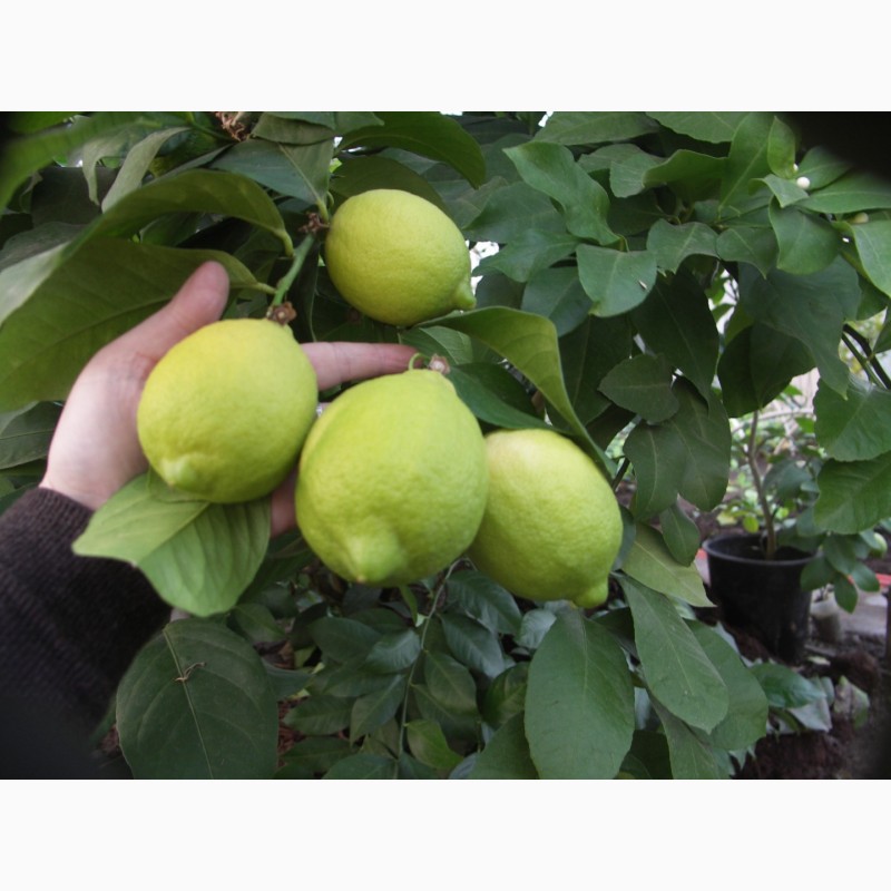 Фото 5. Павловский лимон и мандарин, саженцы