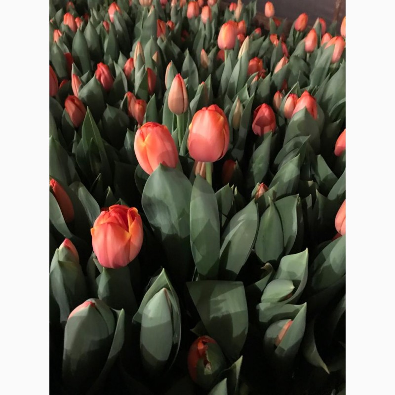 Фото 2. Тюльпаны