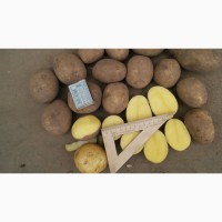 Картофель оптом Гала 5+ напрямую от производителя