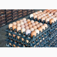 Куриные яйца B, C0, C1, C2, C3 Оптом