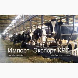 Продажа коров дойных, нетелей молочных пород в Молдавию
