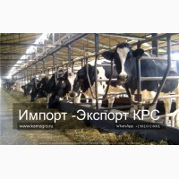 Продажа коров дойных, нетелей молочных пород в Молдавию