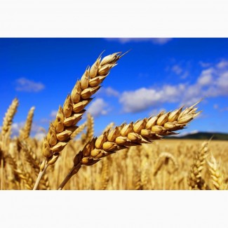 Экспорт пшеницы из России