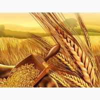 Экспорт пшеницы из России