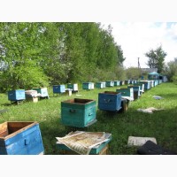 Продам пчелосемьи, пчелопакеты и вощину