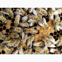 Пчелосемьи и пчелопакеты 2020