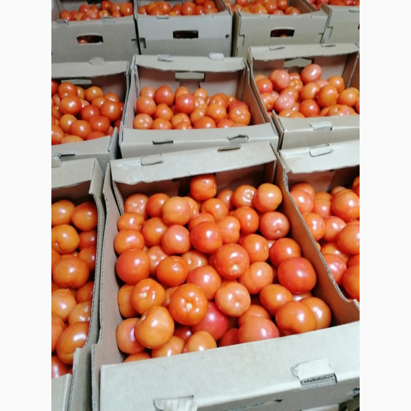 Фото 2. Продаем помидоры