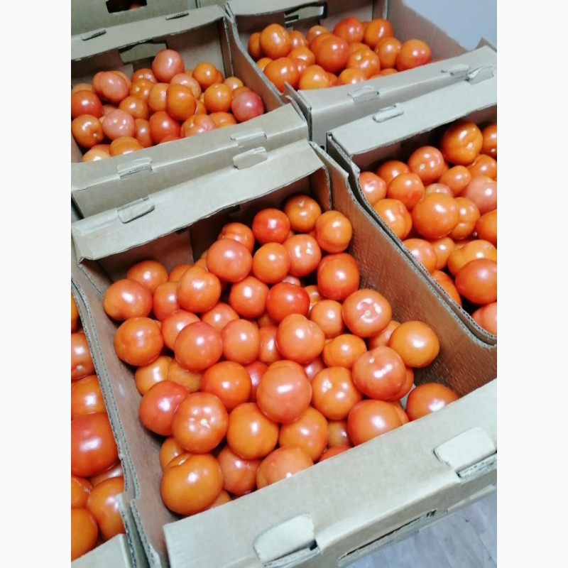 Фото 3. Продаем помидоры