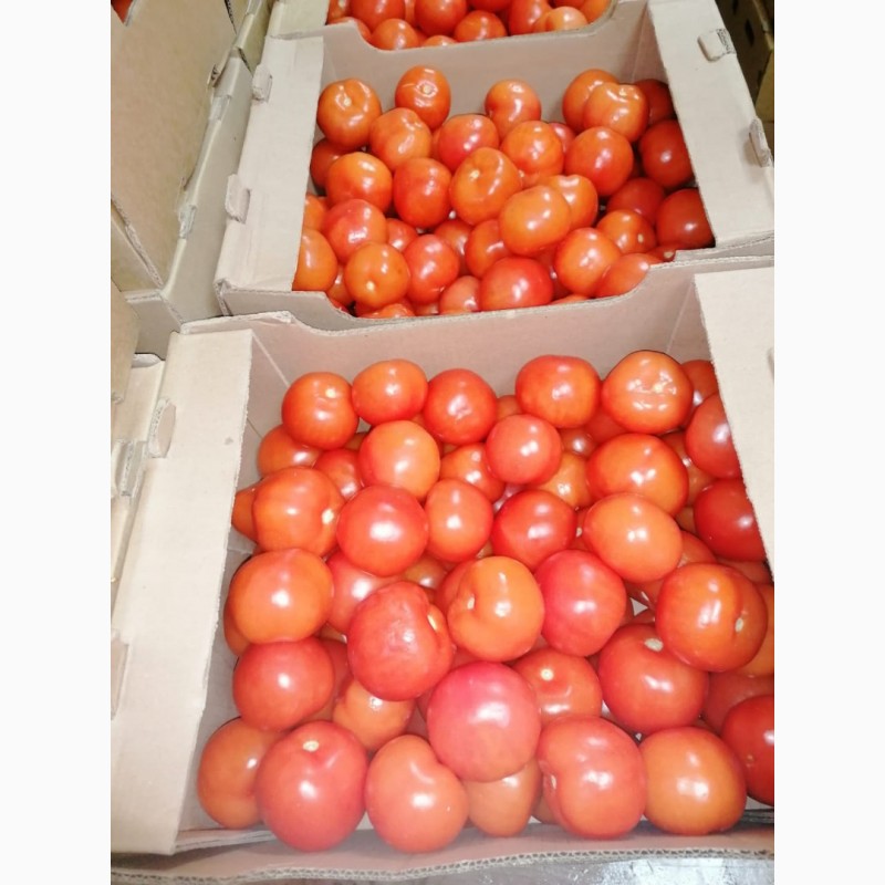 Фото 4. Продаем помидоры