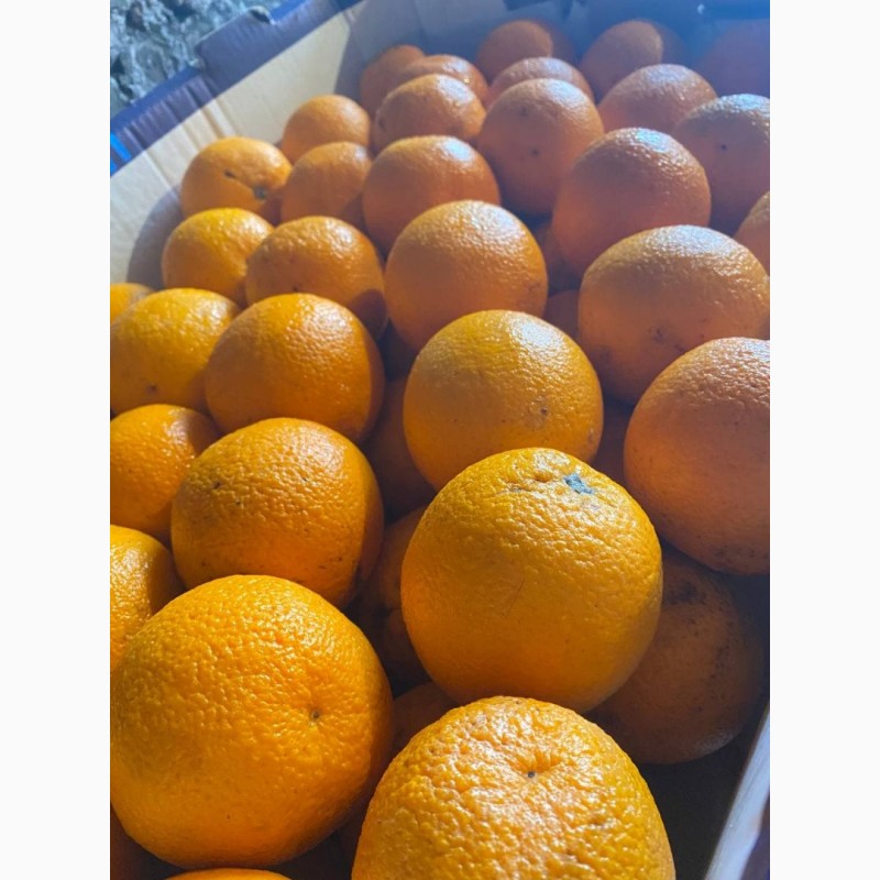 Фото 2. Апельсины
