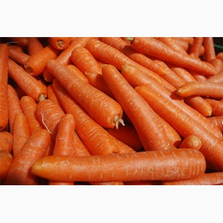 Морковь оптом с поля