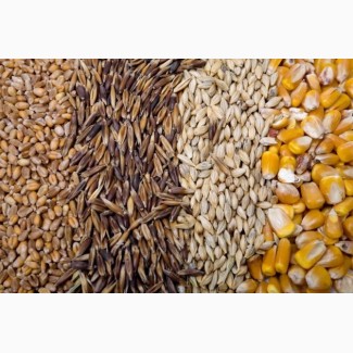 Продаем пшеницу, кукурузу, ячмень, горох