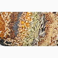 Семена яровых культур (пшеница, ячмень, овёс, горох, рапс, гречиха, просо, рыжик)