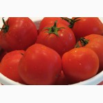 Продам помидоры оптом сорт махитос