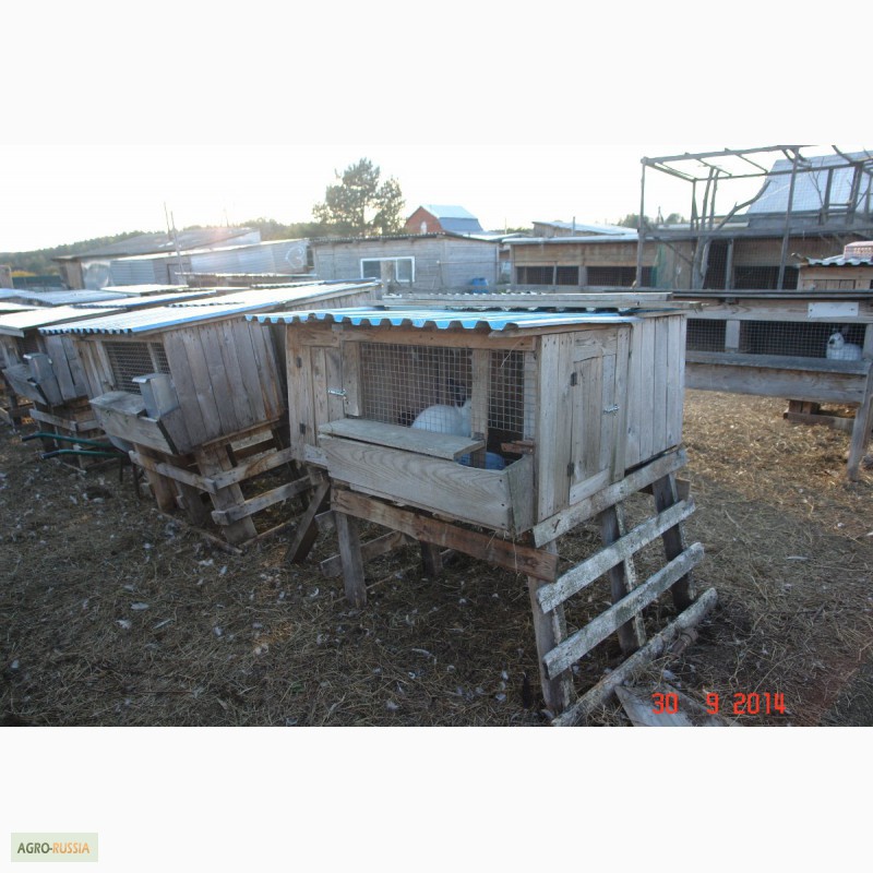 Фото 10. Продается мини-ферма со своим пастбищем и жилым домом в 250 км от Москвы