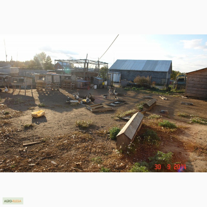 Фото 11. Продается мини-ферма со своим пастбищем и жилым домом в 250 км от Москвы