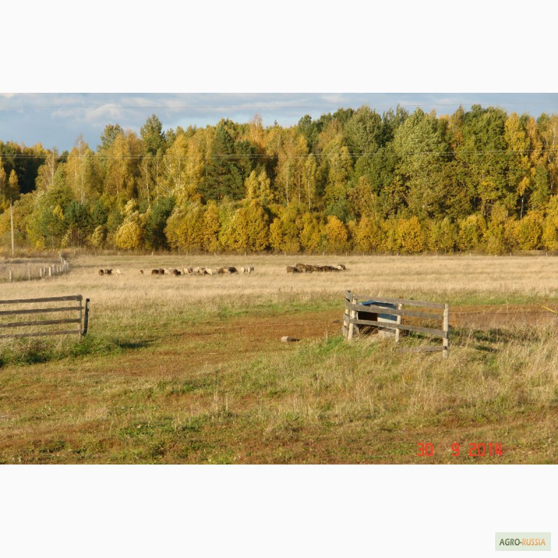Фото 14. Продается мини-ферма со своим пастбищем и жилым домом в 250 км от Москвы