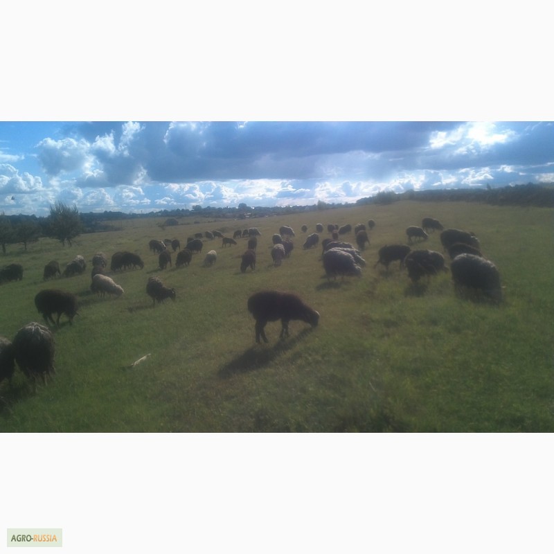 Фото 3. Продам овец и баранов, ягнят