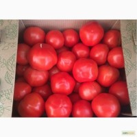 Продаем тепличный томат