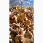Продам грибы лисички