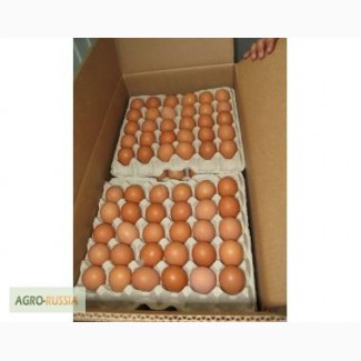 Продам яйца оптом срочно оптом с доставкой