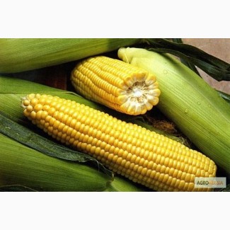 Реализуем кукурузу 1, 2 класса