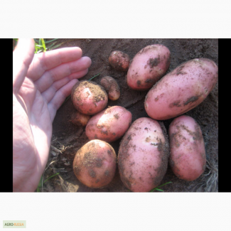 Продам продовольственный картофель нового урожая, сорта Удача и Ред Скарлет