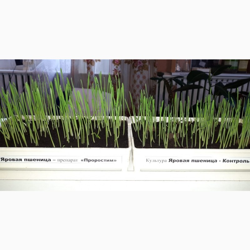 Фото 6. Стимулятор роста растений - органическое удобрение ПроРостим