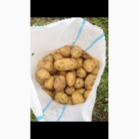 Картофель оптом из фермерского хозяйства