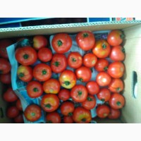 Продам красные, розовые помидоры высокого качестваоптом