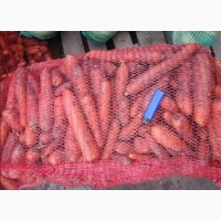 Морковь от производителя от 12 руб/кг