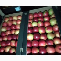 Яблоки оптом Айдаред, Лигол 1 сорт, от производителя РБ, цена 40 руб./кг