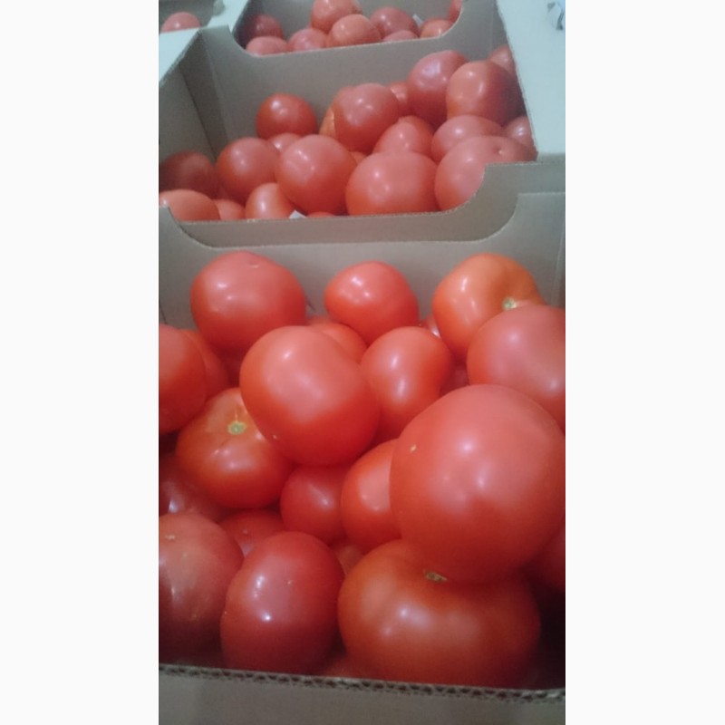 Фото 3. Продаём томаты