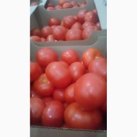 Продаём томаты