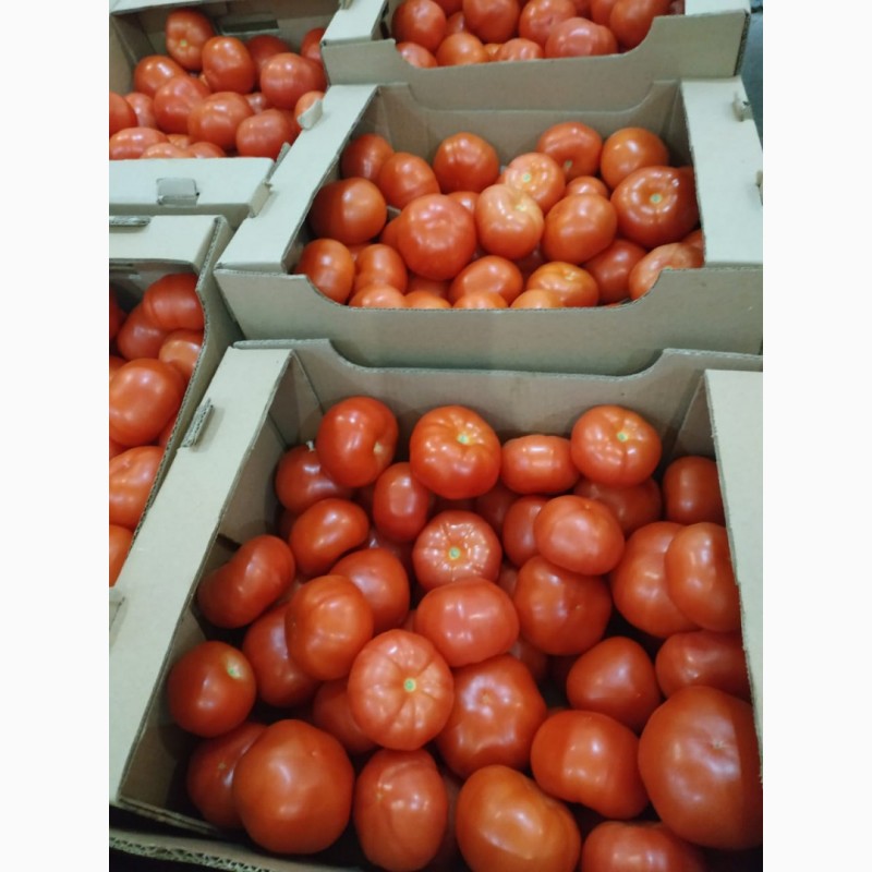 Фото 4. Продаём томаты