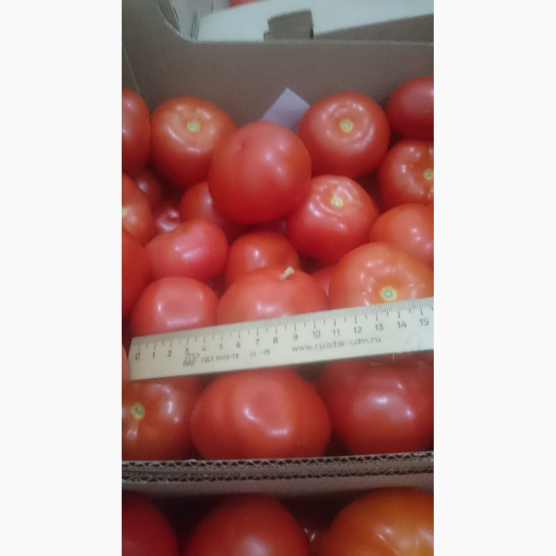 Фото 2. Продаём томаты
