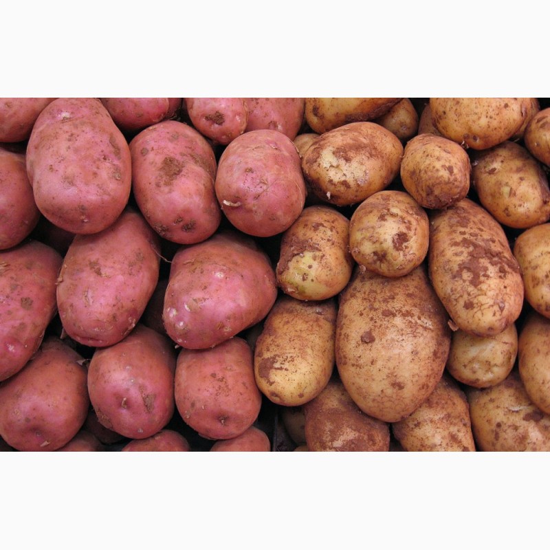 Продам картофель,  картофель, Самарская обл — Agro-Russia