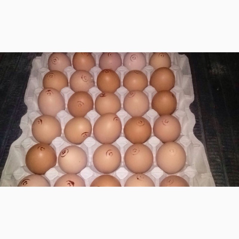 Инкубационное яйцо бройлера Кобб-500, Росс-308, Иза Хаббард Ф-15
