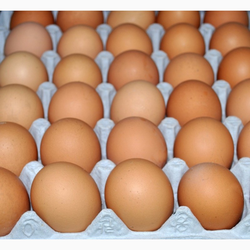 Фото 2. Инкубационное яйцо бройлера Кобб-500, Росс-308, Иза Хаббард Ф-15