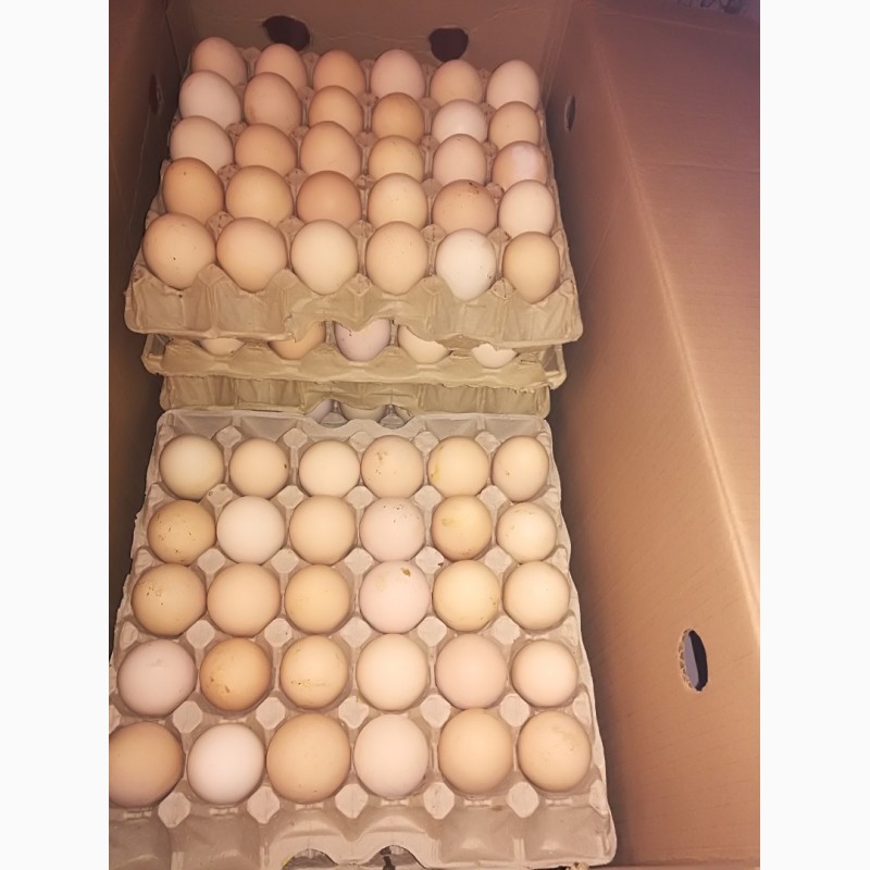 Фото 3. Инкубационное яйцо бройлера Кобб-500, Росс-308, Иза Хаббард Ф-15