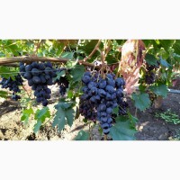 Продам посадочный материал (чубуки, саженцы) винограда, сорта Калугина