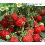 Кустики клубники крупноплодные и урожайные сорта-новинки(Чамора, Елизаветта2)-почтой