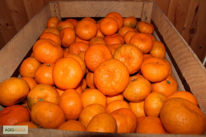 Фото 3. Абхазские мандарины оптом выгодно