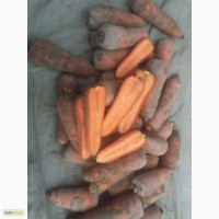 Реализуем овощи оптом: лук репчатый, капуста б/к, морковь Казахстан