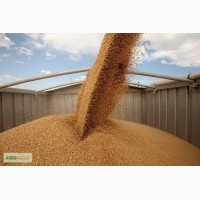 Требуются зерновозы на перевозку 6000т пшеницы