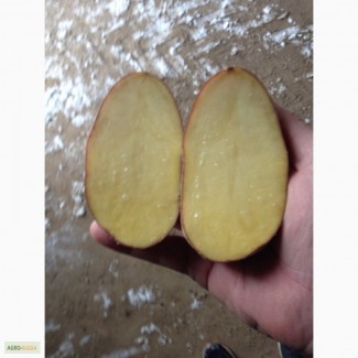 Картофель оптом от производителя из Нижнего Новгорода