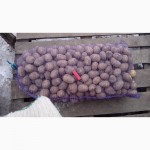 Картофель. Урожай 2016